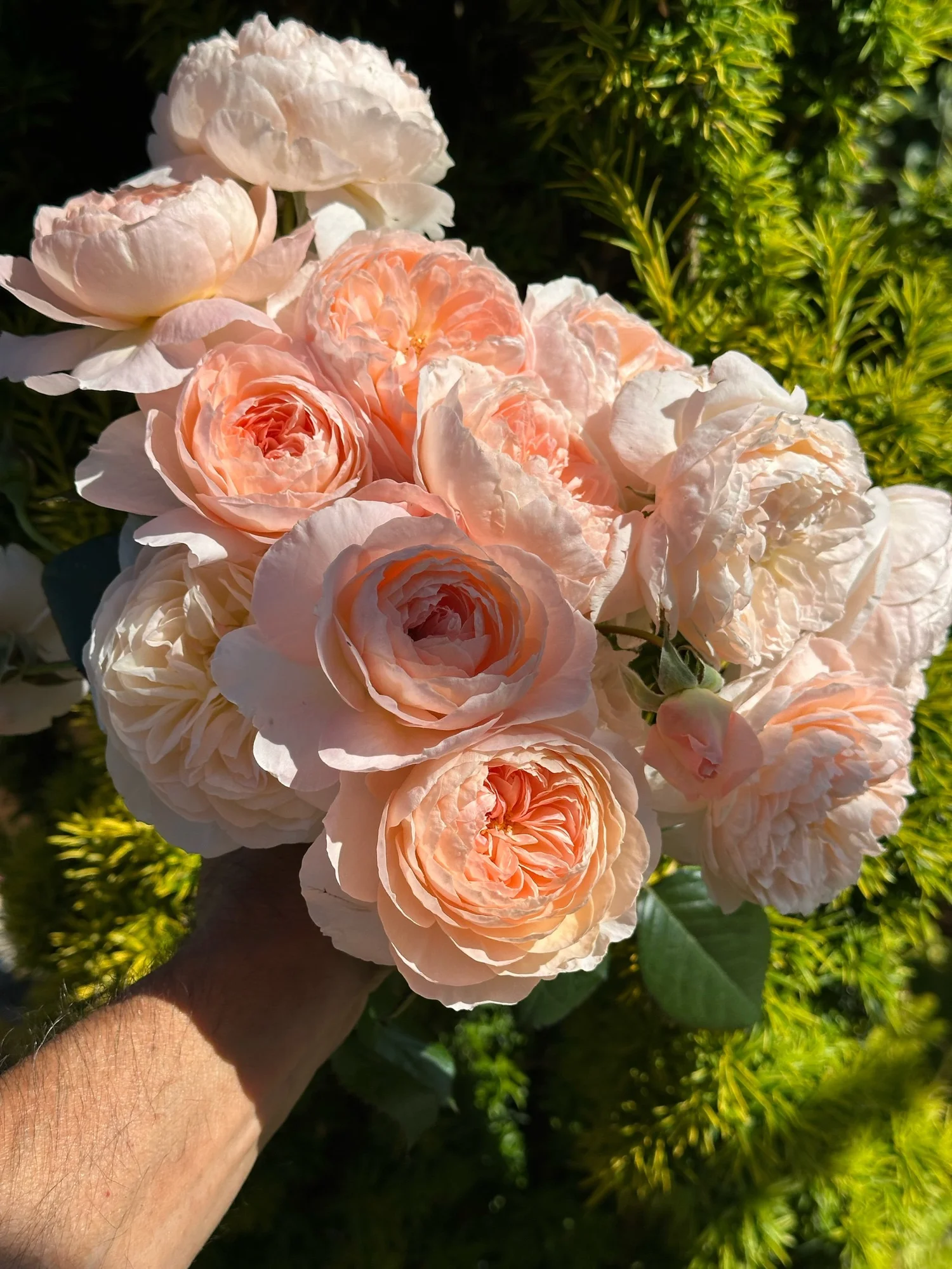 エムズグレイシー 花 Flower フラワー Rose ローズ セレブ 高級 58422D38-8038-4090-A2AD-