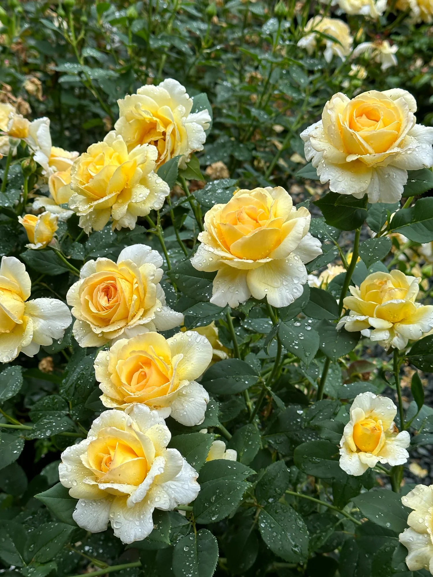 Our Hammond Boy — Select Roses