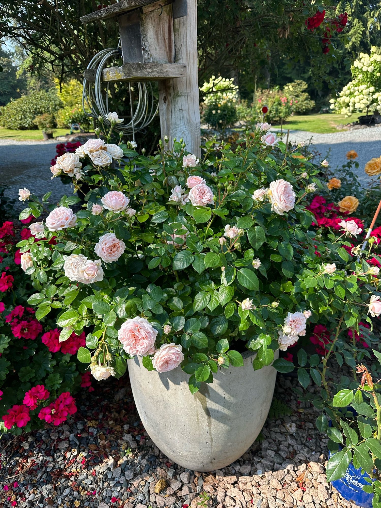 Sweet Baby — Select Roses