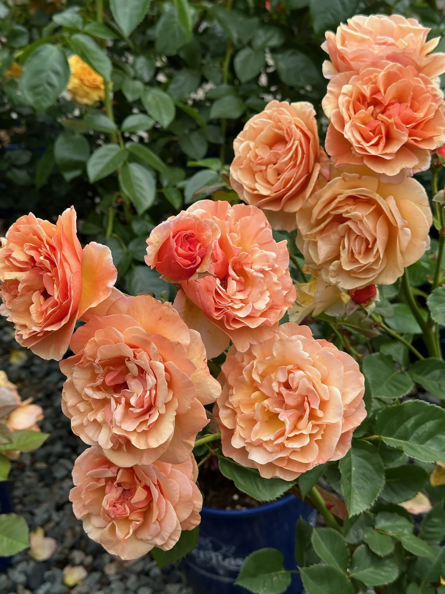 ROSEページ Tanglebank Legacy/Peach Glory — Select Roses