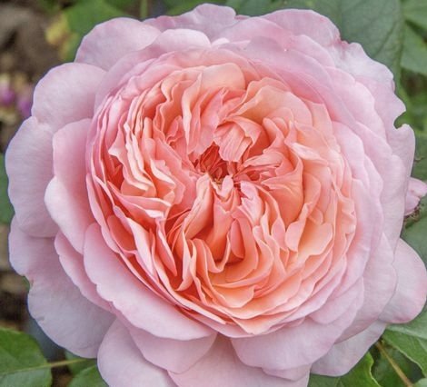 ⑤マーサスチュワート Martha Stewart™ — Select Roses