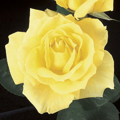 mellow yellow.jpg
