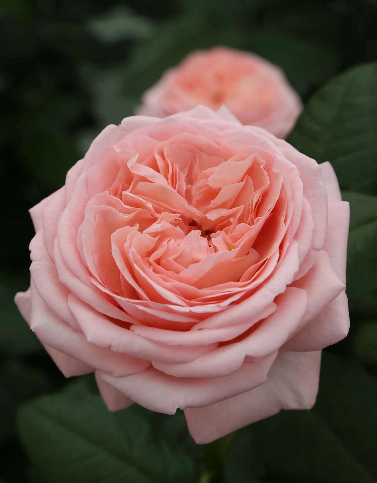 MarthaStewart_01.jpg