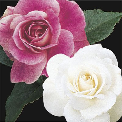 Brilliant Pink Iceberg & Iceberg 36 inch Tree rose