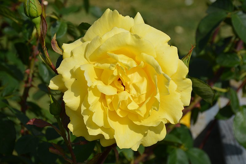 mellow1.jpg