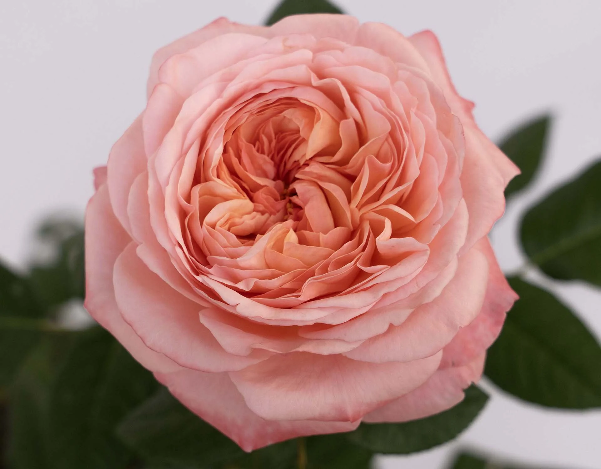 MarthaStewart_04.jpg