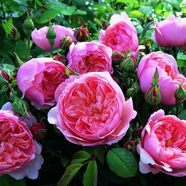 The Alnwick® RoseTM