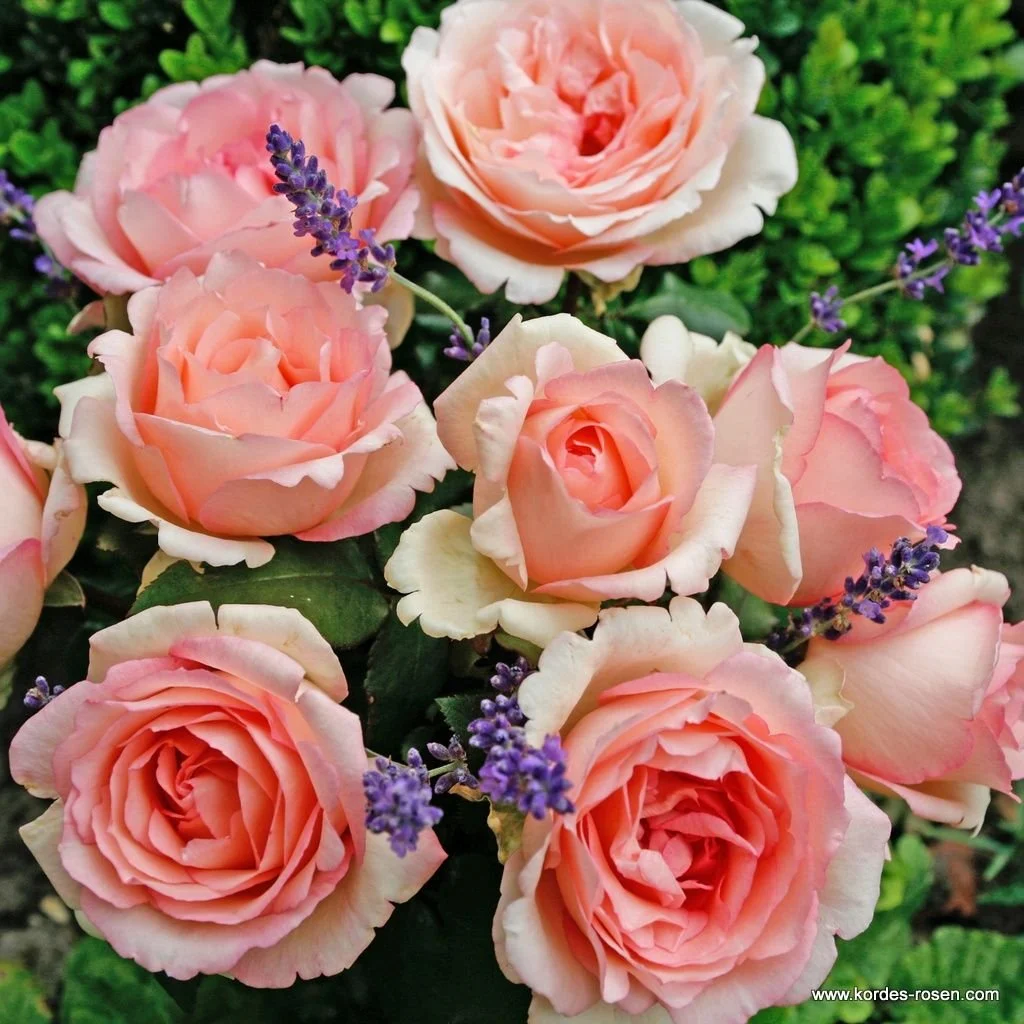 Pink Enchantment