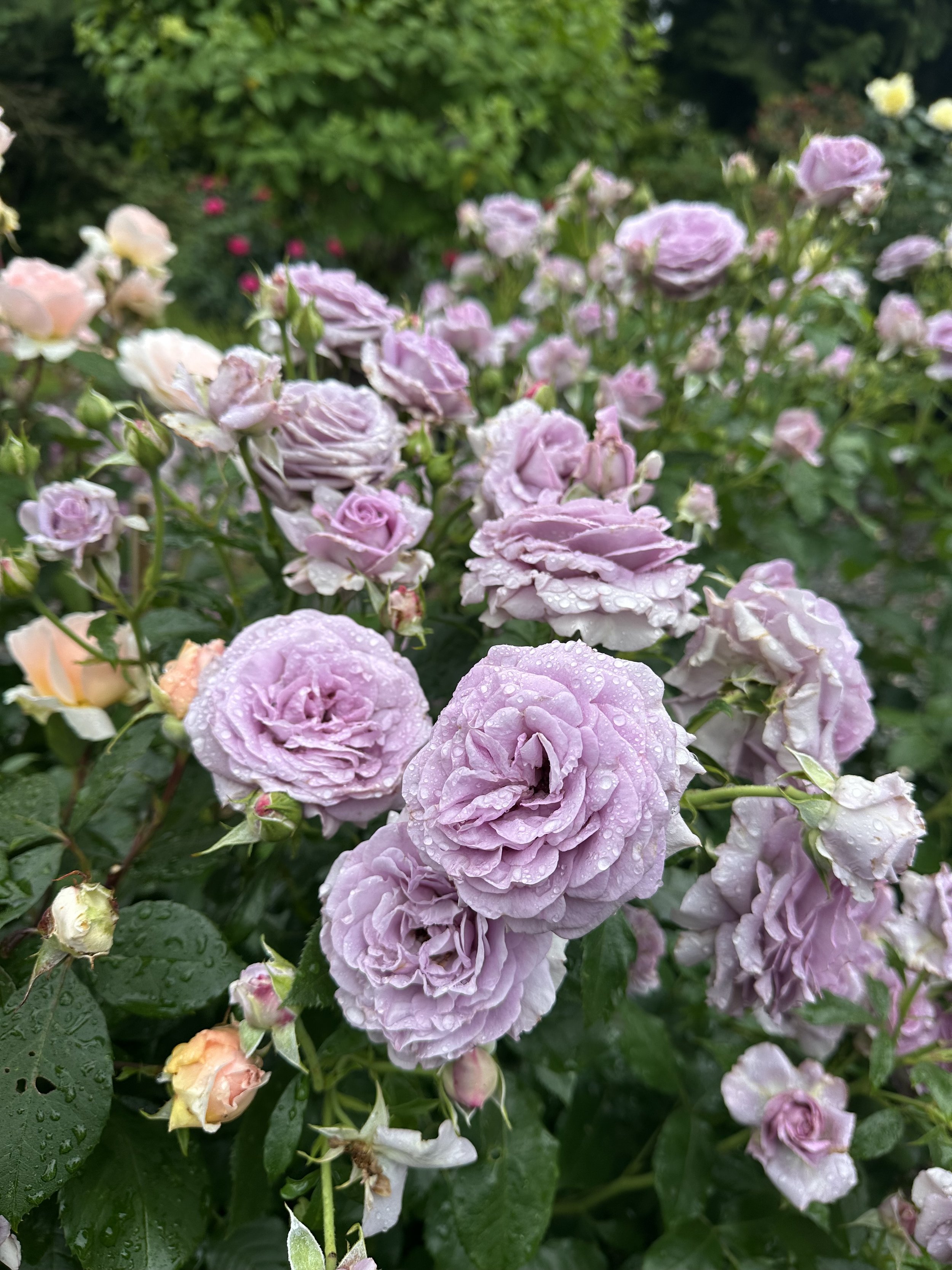 IMG_3525.jpeg