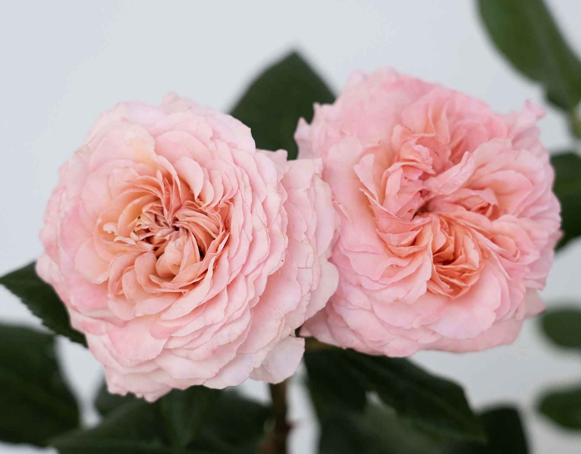 MarthaStewart_03.jpg