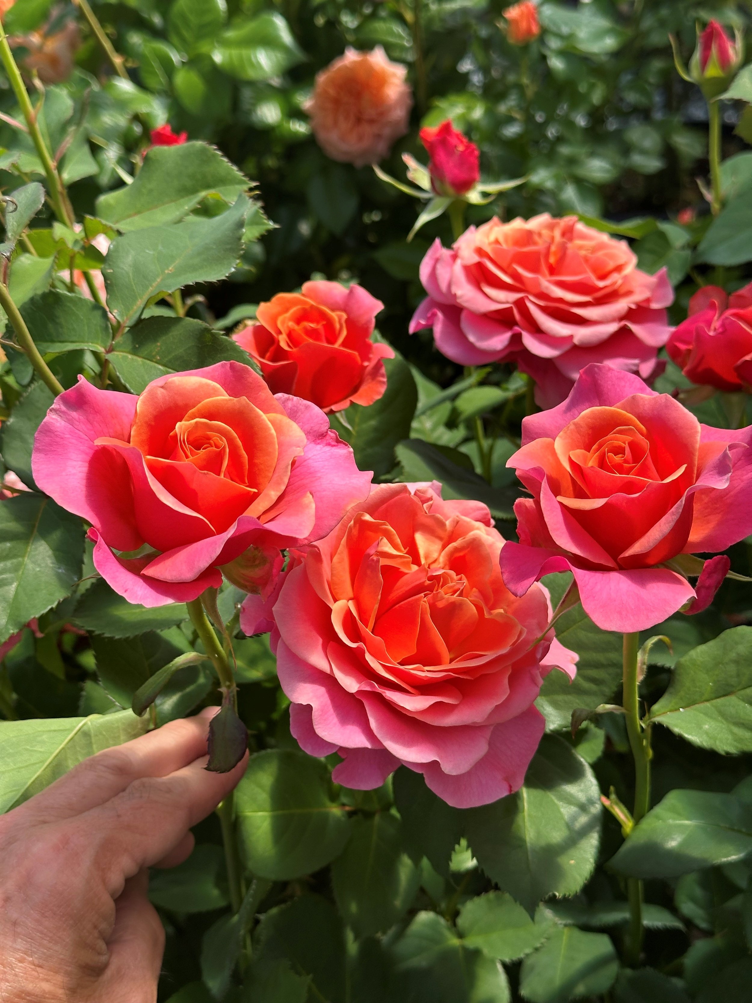 Coral ruffles.jpg