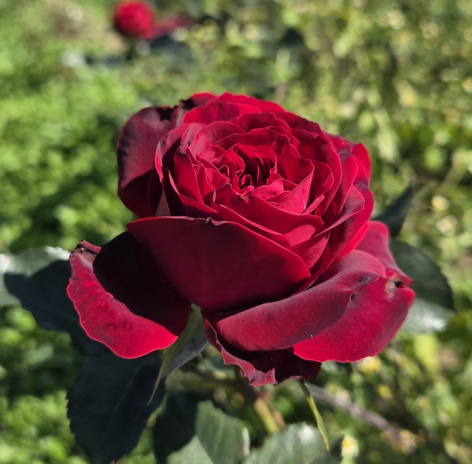 Back in Black Rose 20250916_125524.jpg