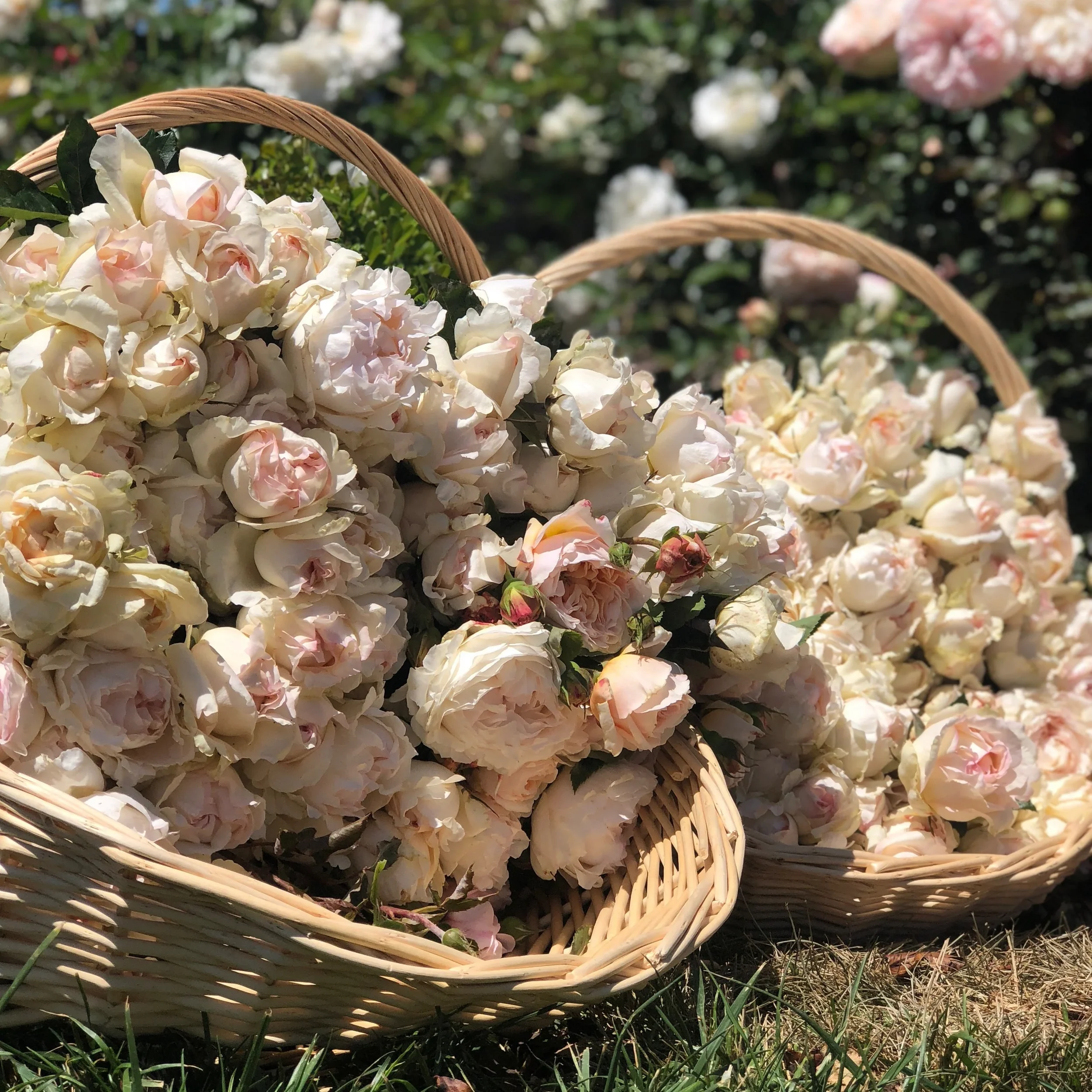 Classic Woman Basket GR.webp