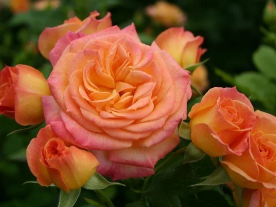garden-delight.jpg