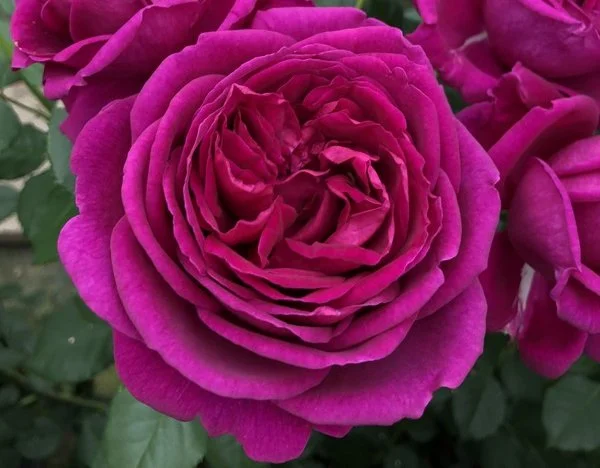 Für Elise ® (Pot 4L).jpg