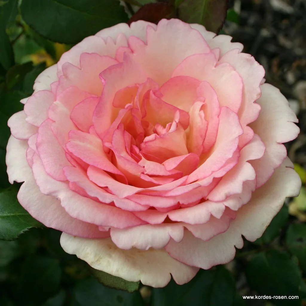 souvenir_de_baden-baden_7_1024x1024.jpg