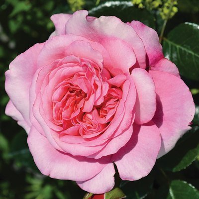 Blush Fragrant Showpiece