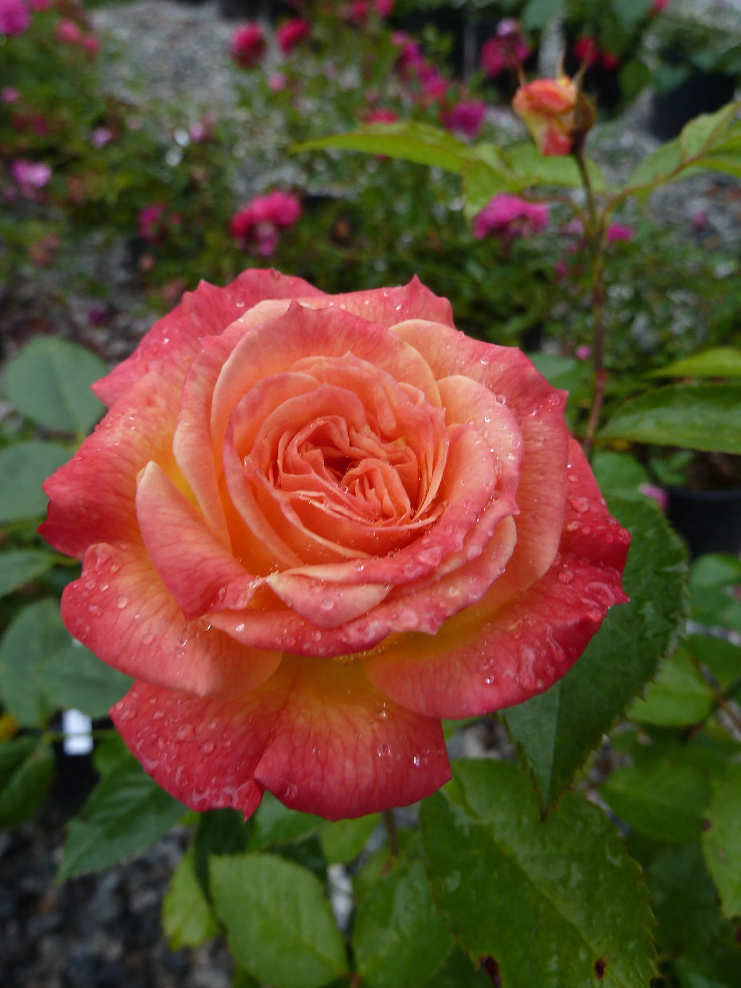 Garden Delight.JPG