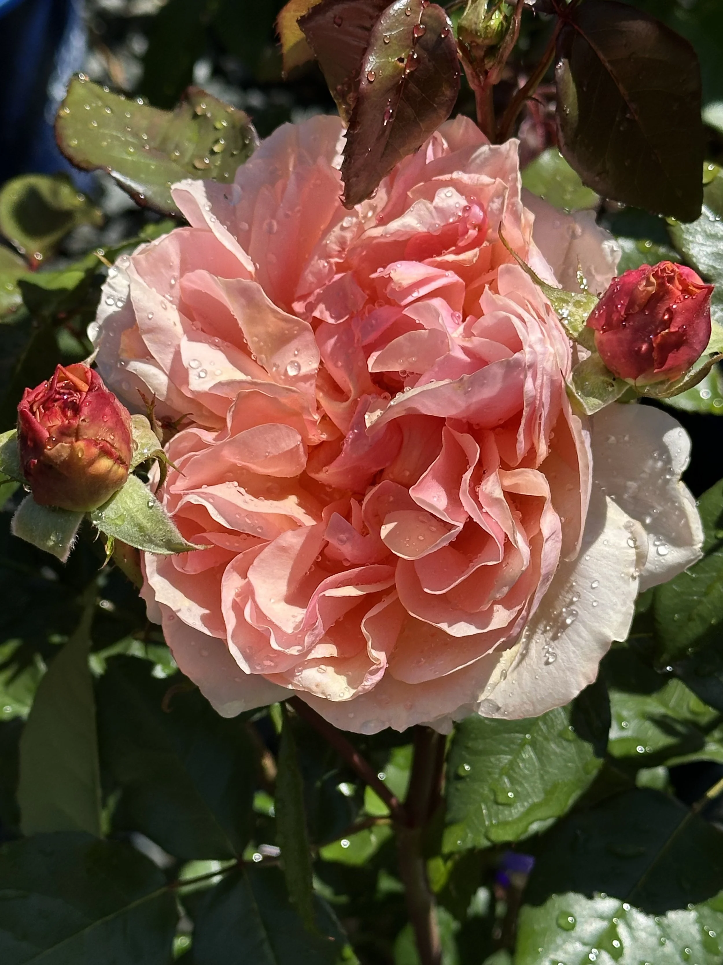 IMG_2541.jpeg