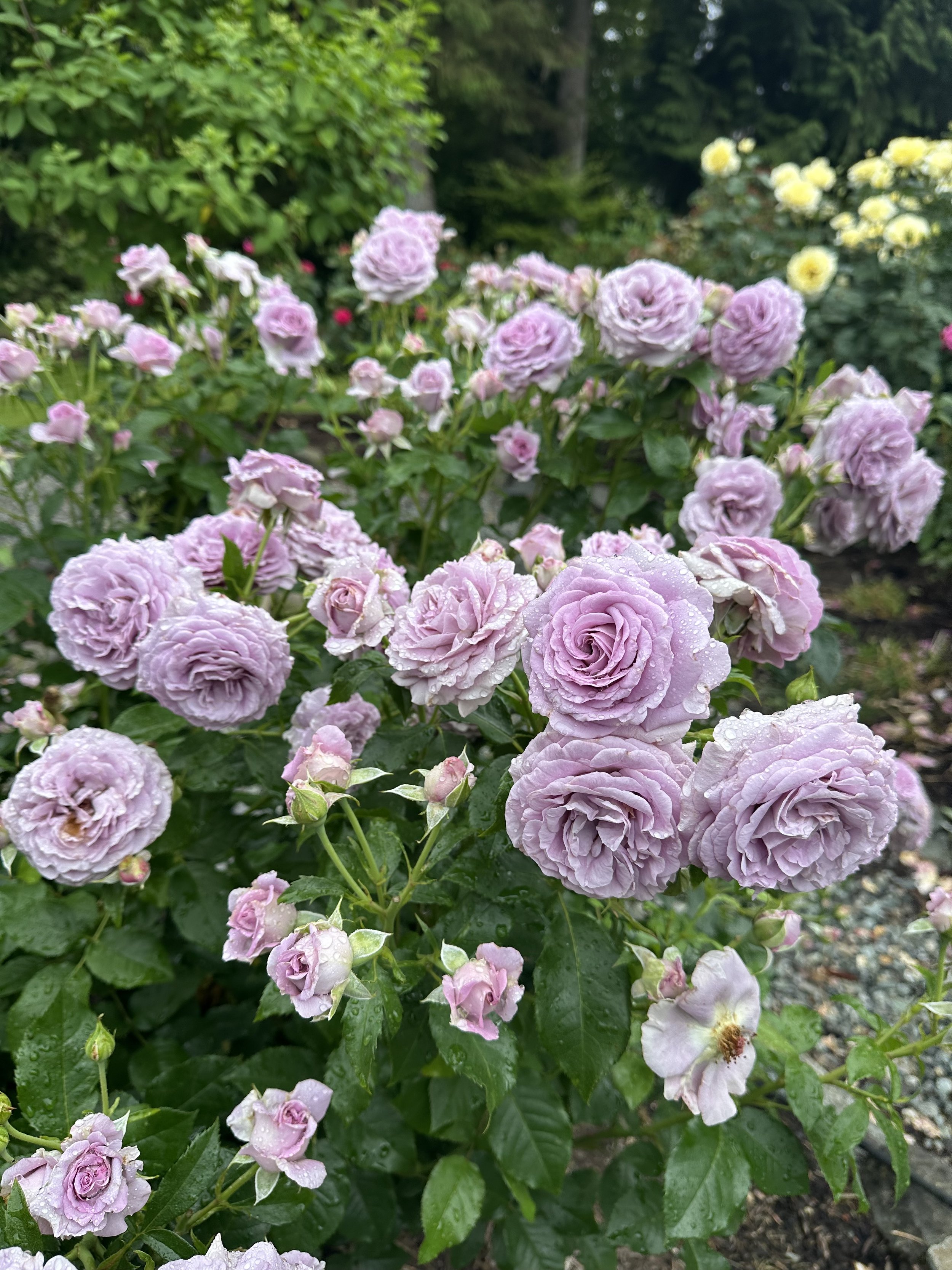 IMG_3526.jpeg