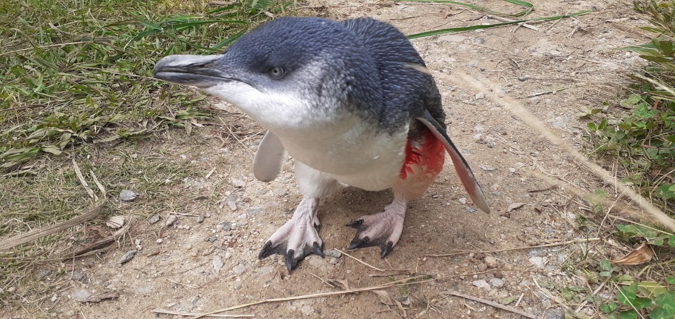 Bay of Islands Local Bird Little Blue Penguin - Korora