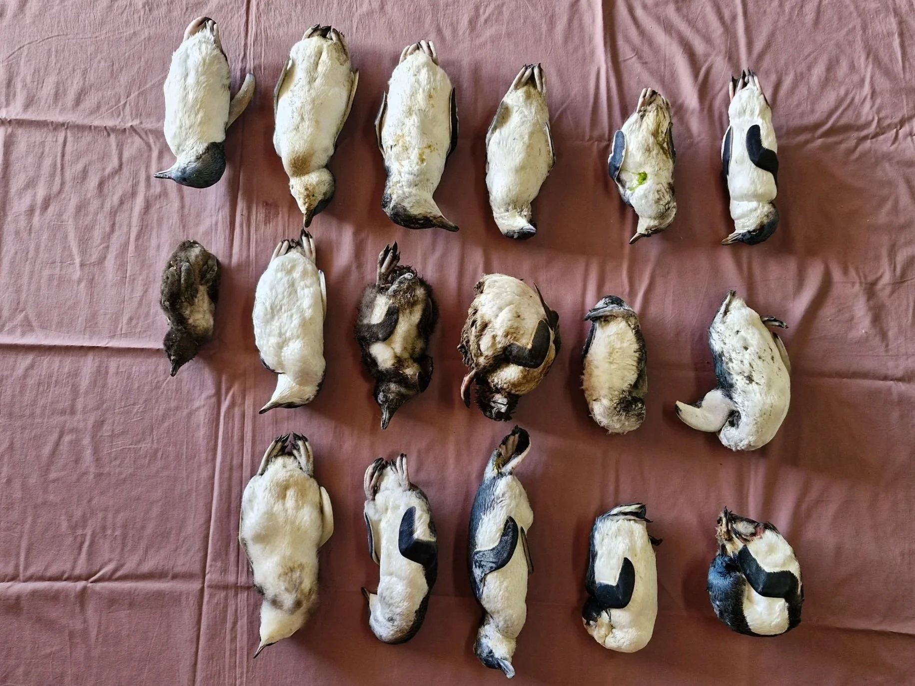 Warming Seas Wipe Out Penguin Chicks