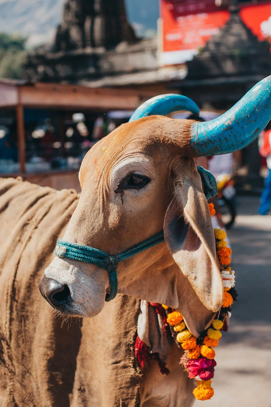 A sacred cow with painted blue horns, garlanded with marigolds
