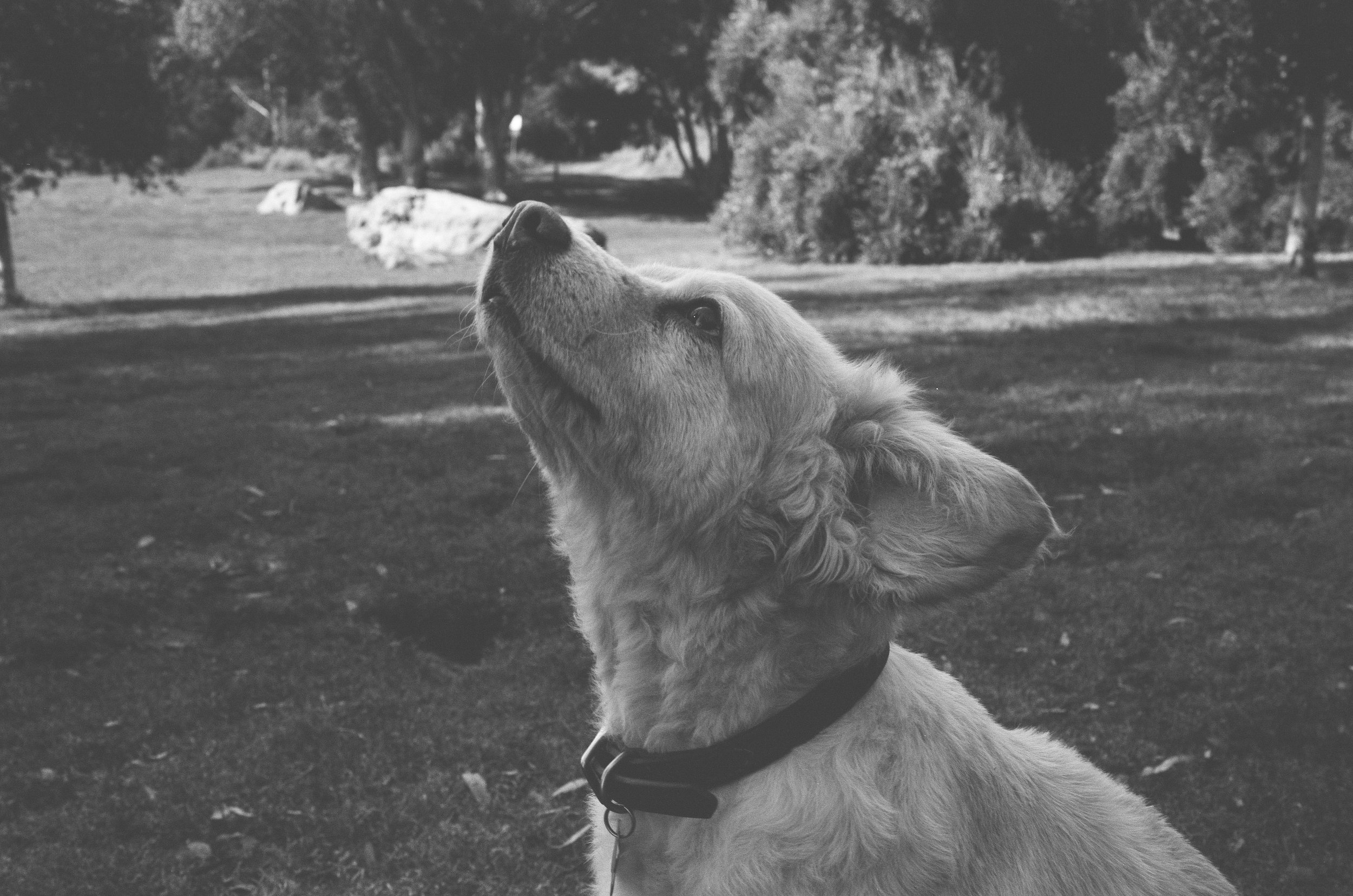 A dog wearing a collar in a park with trees and rocks in the background, looking upward.