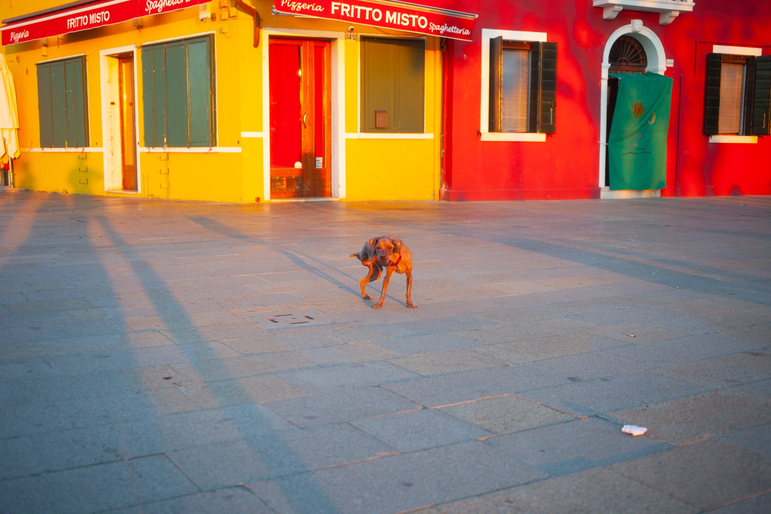 A dog standing on a paved street in front of a colorful building painted yellow and red with open shutters and a green door with a fabric curtain, bathed in warm sunlight.