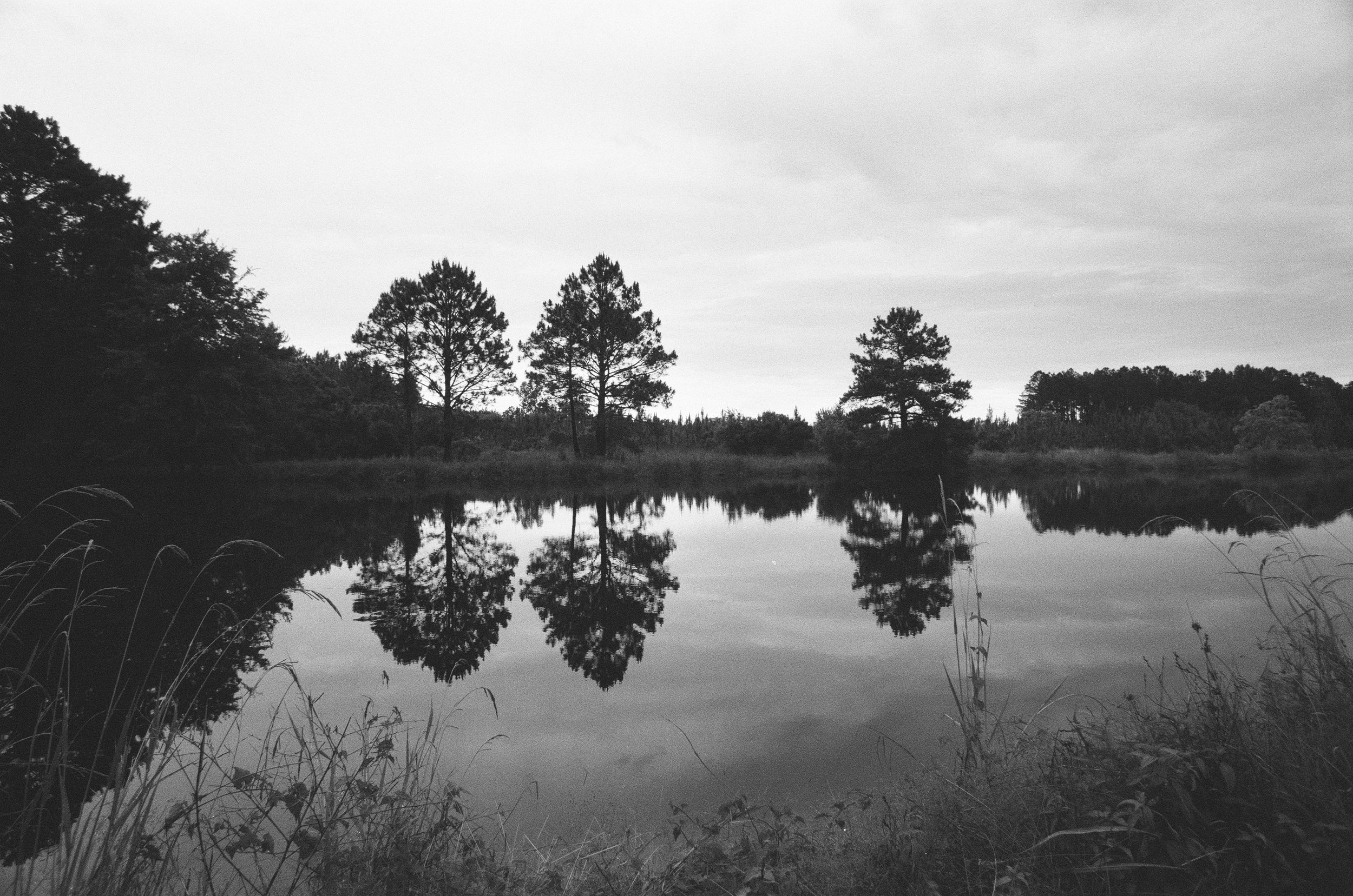 Black and white photo of a calm lake with a reflection of five trees on the water, surrounded by grass and shrubs in the foreground and trees in the background under a cloudy sky.