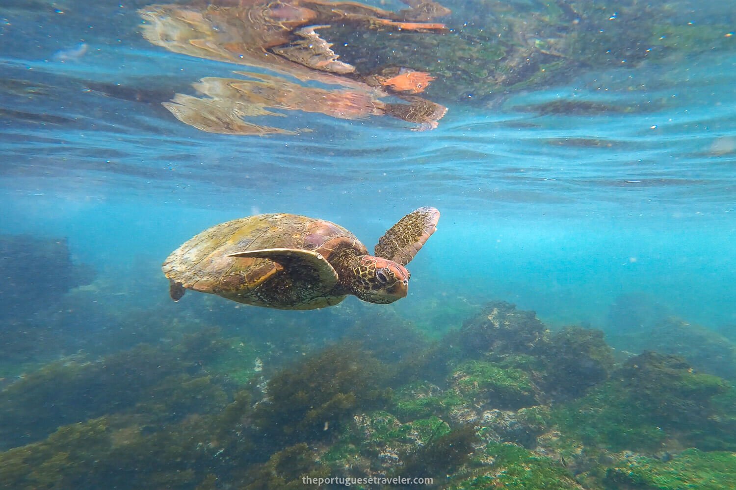 snorkeling-turtle-santa-cruz-galapagos-1.jpg