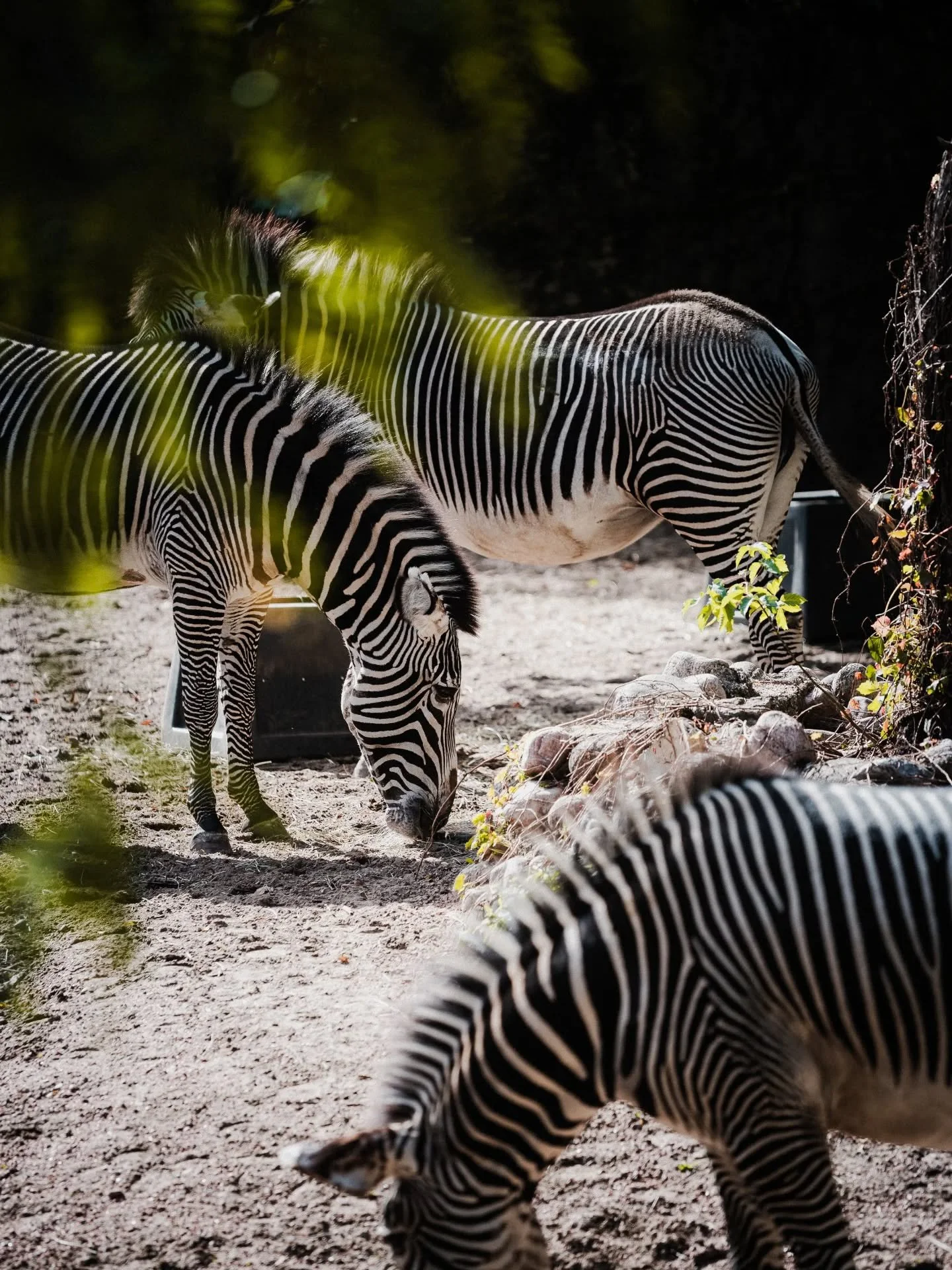 Urban Jungle 🐒🐊🦁 #Chicago @lincolnparkzoo #zoo #photography #beautifuldestinations #Nikon #animals #usa