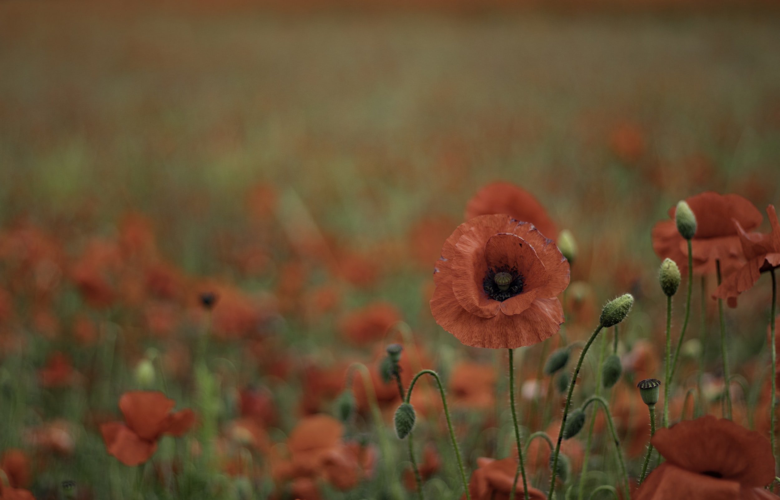 Veterans Day