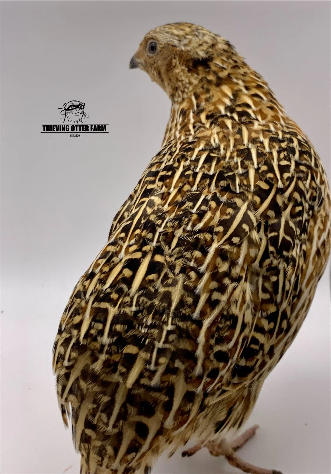 Sparkly Fawn Coturnix quail