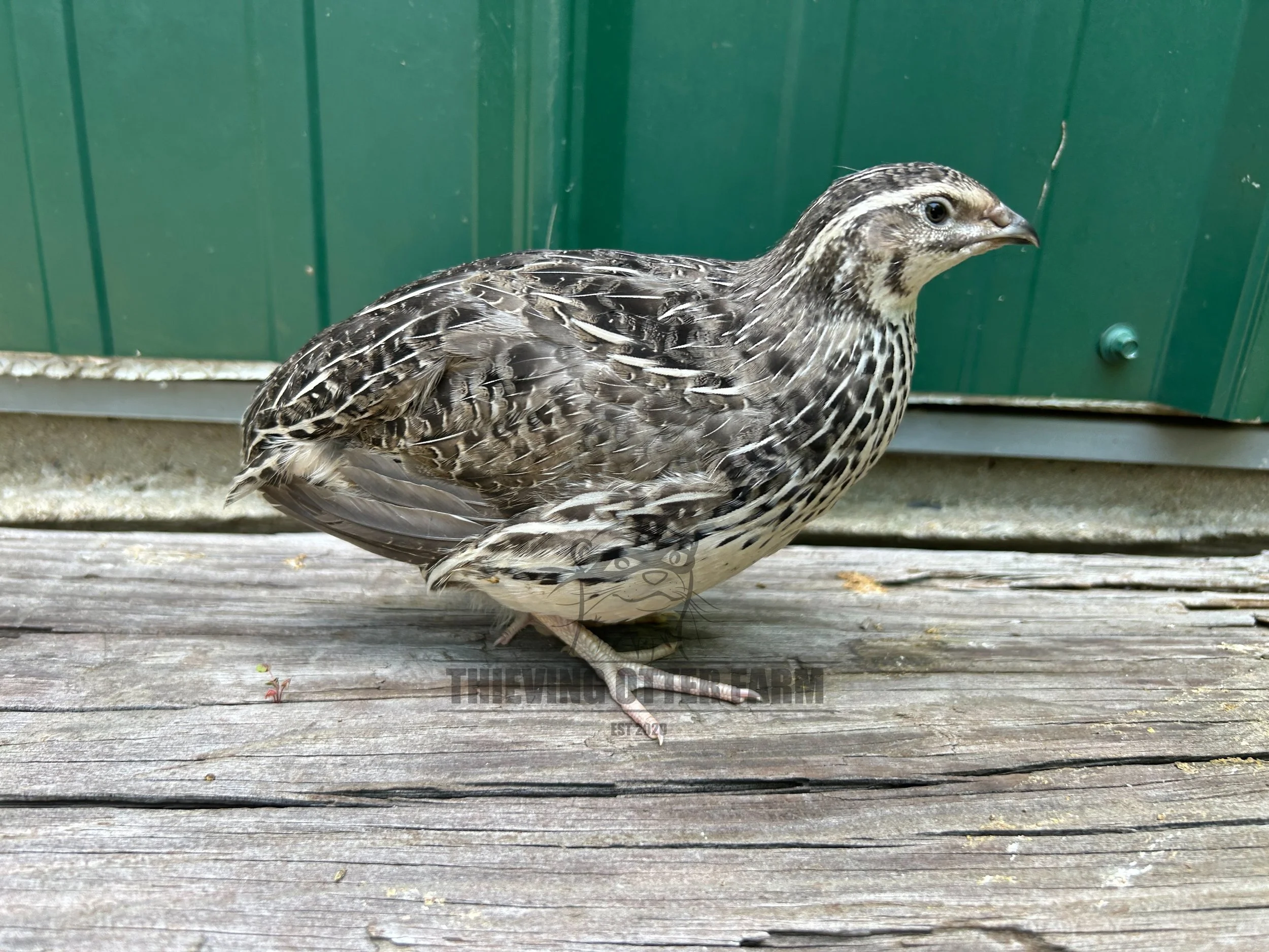 A coturnix quail, standing on a wooden deck with a green metal wall in the background.