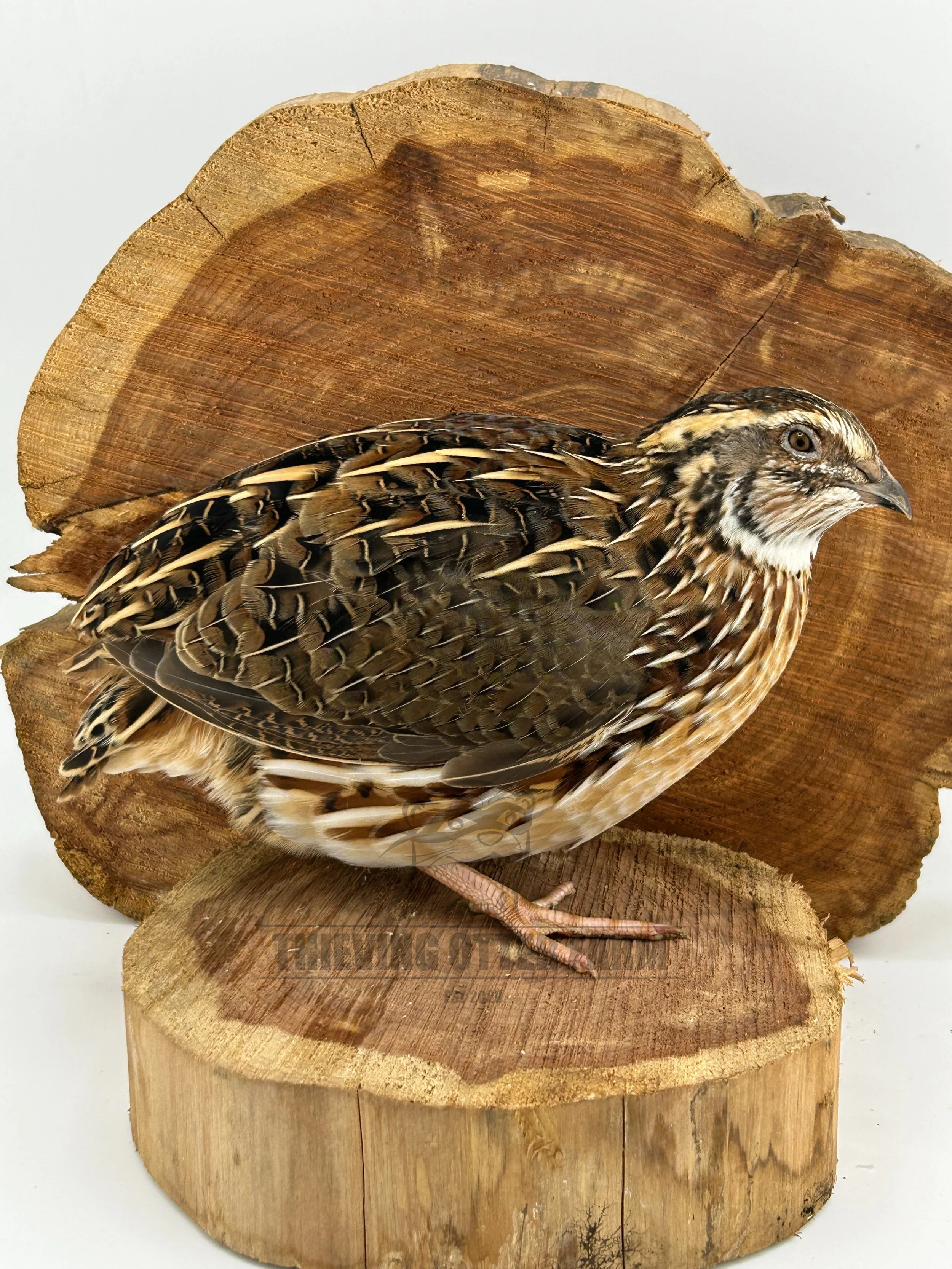Pharaoh Coturnix quail