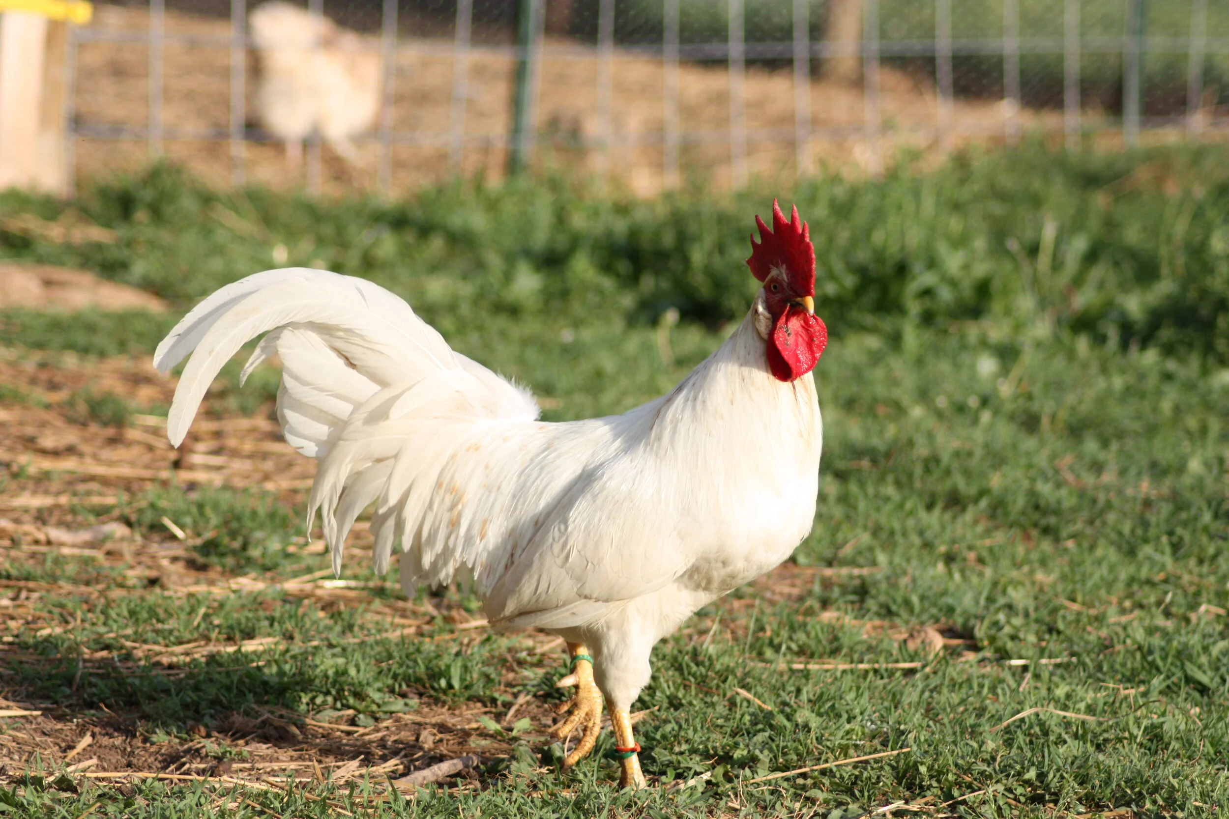 Amazing 55 Flowery Hens: Pictures & Details Inside! - 90cn1vg