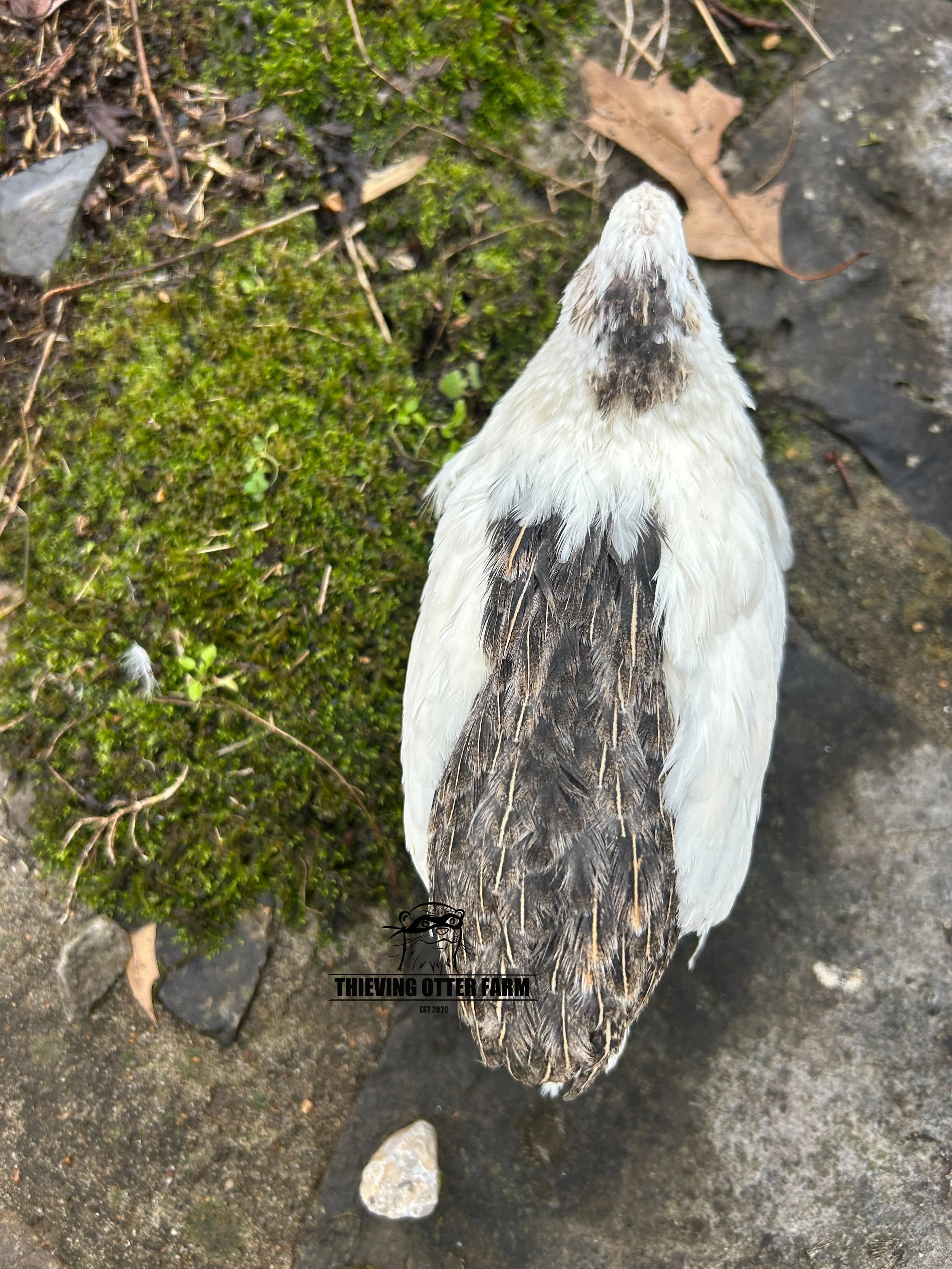 eZy Watermark_27-12-2024_03-14-58-8700PM.JPG