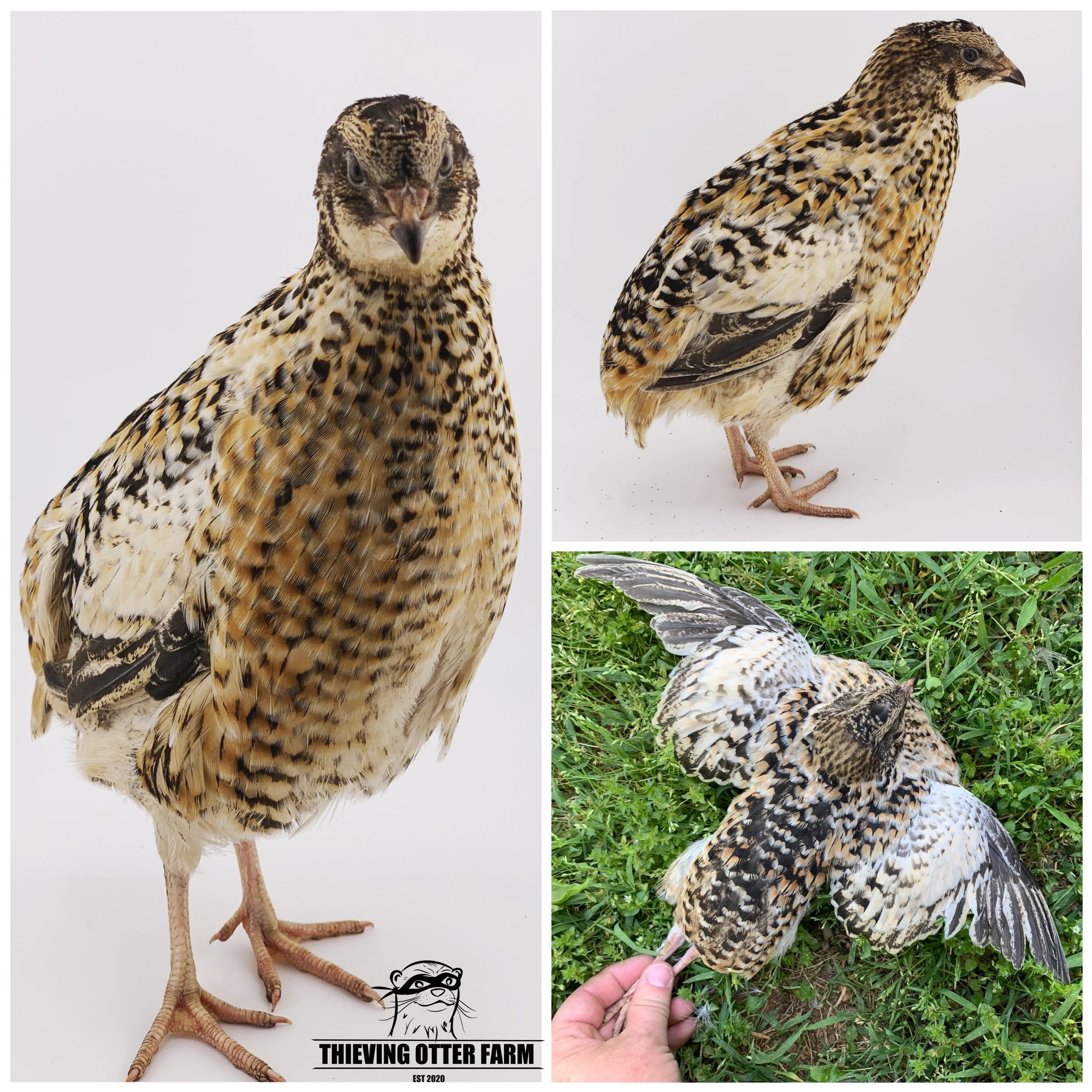 Thieving Otter Black Coturnix Quail Eggs for Hatching — Thieving Otter Farm