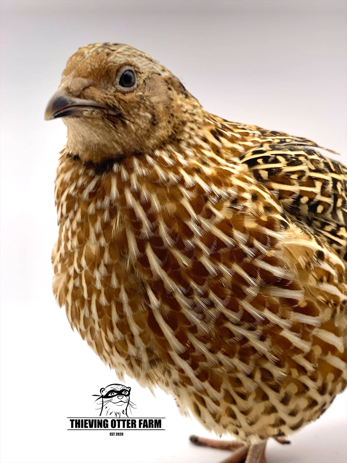 Thieving Otter Black Coturnix Quail Eggs for Hatching — Thieving Otter Farm