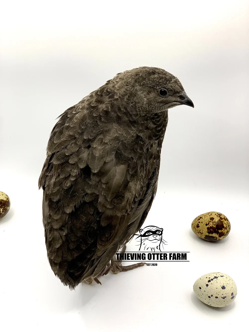 Celadon Coturnix Quail Eggs for Hatching — Thieving Otter Farm