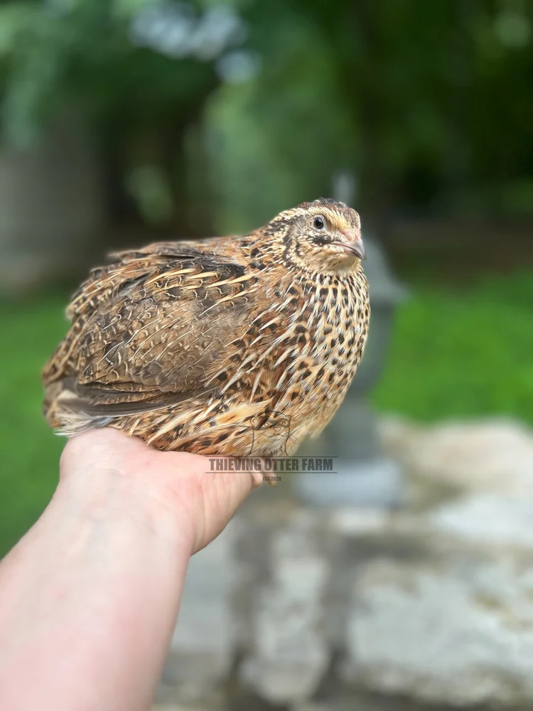 Jumbo White Coturnix Quail Eggs — Thieving Otter Farm
