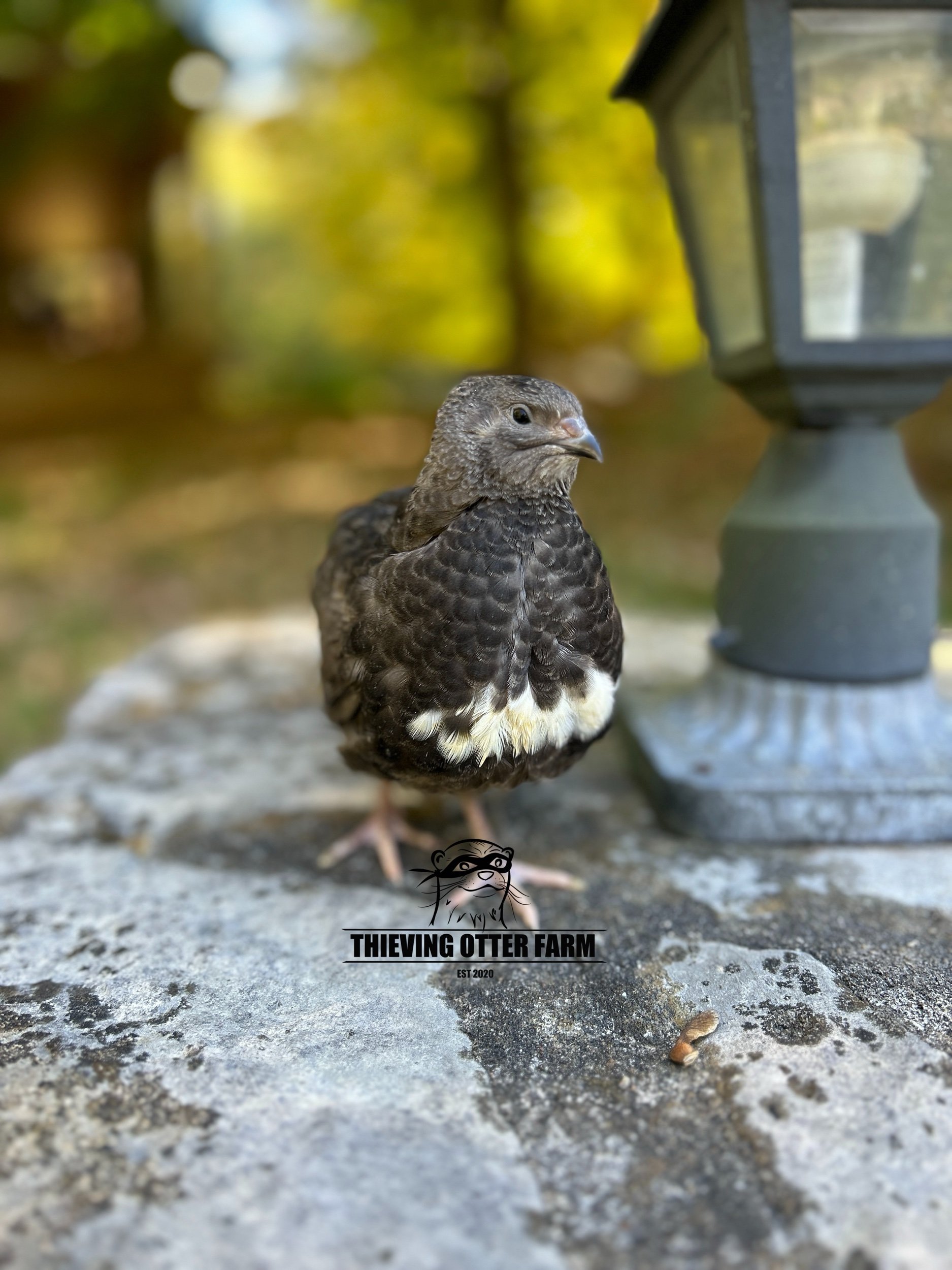 15E81384-48BB-407C-893F-E0E0569C53FF.jpeg
