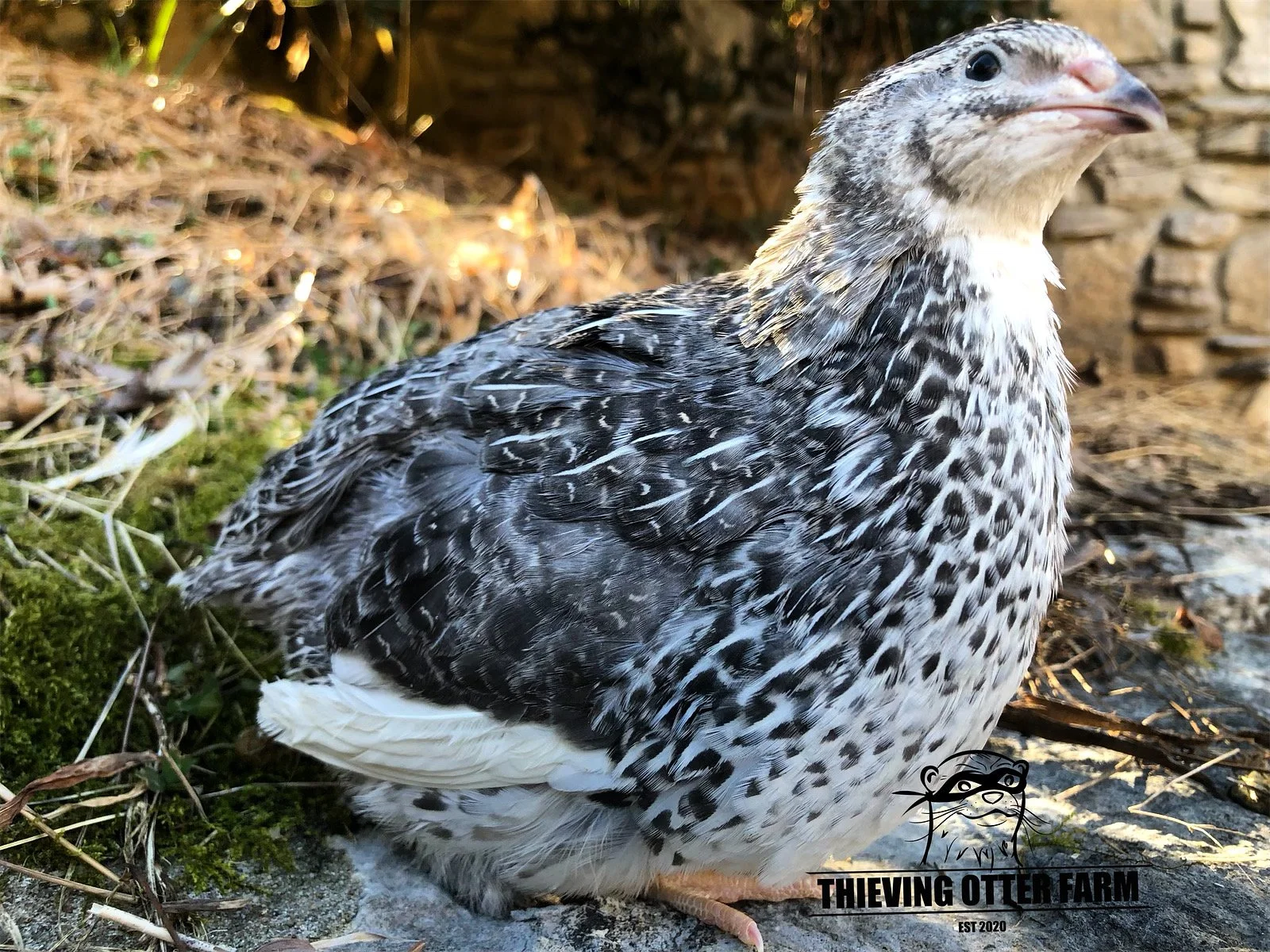 Coturnix Quail — Thieving Otter Farm