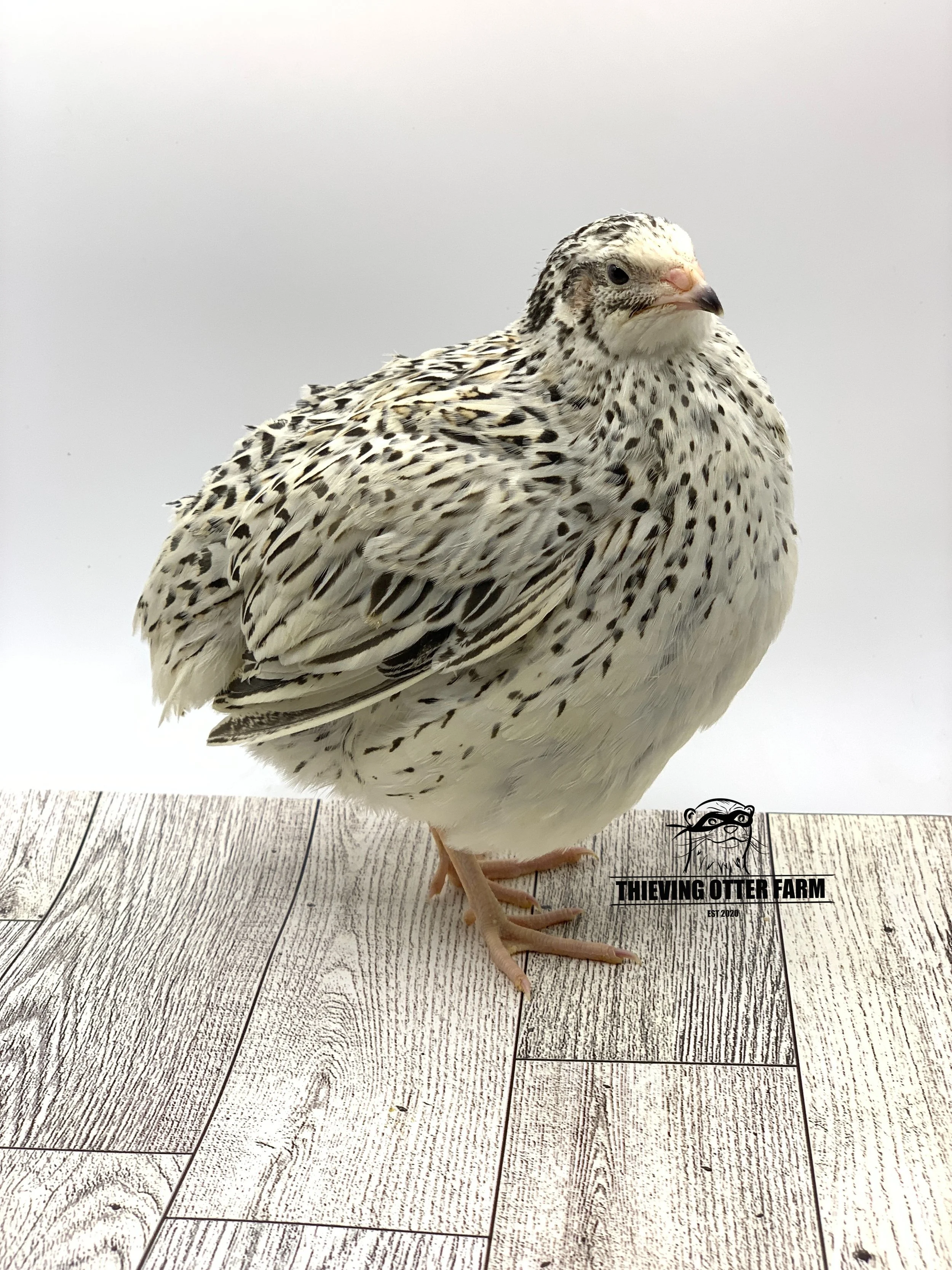 Pearl Fee Coturnix quail