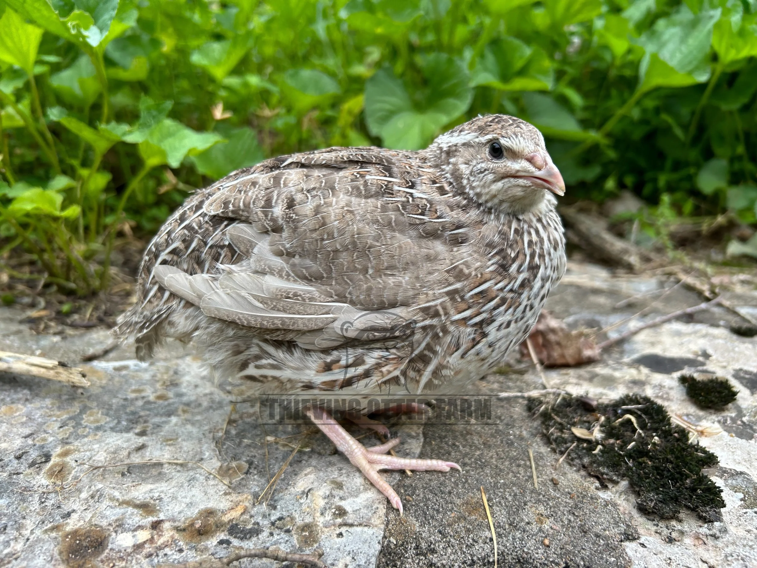 Close-up of a coturnix quail with brown and white striped feathers sitting on a rock next to some dirt and green foliage in the background.