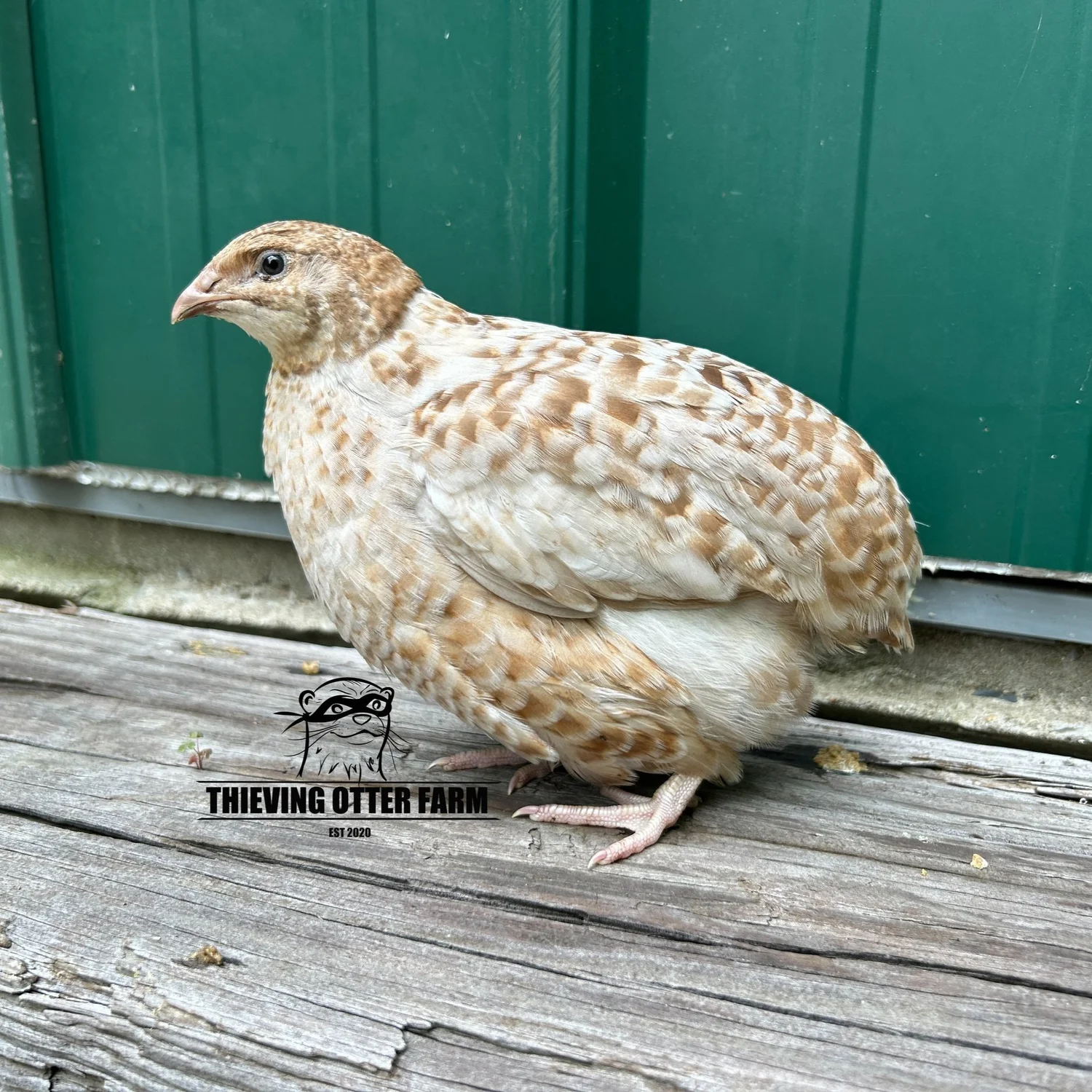 Jumbo Brown Coturnix Quail Hatching Eggs for Sale — Thieving Otter Farm