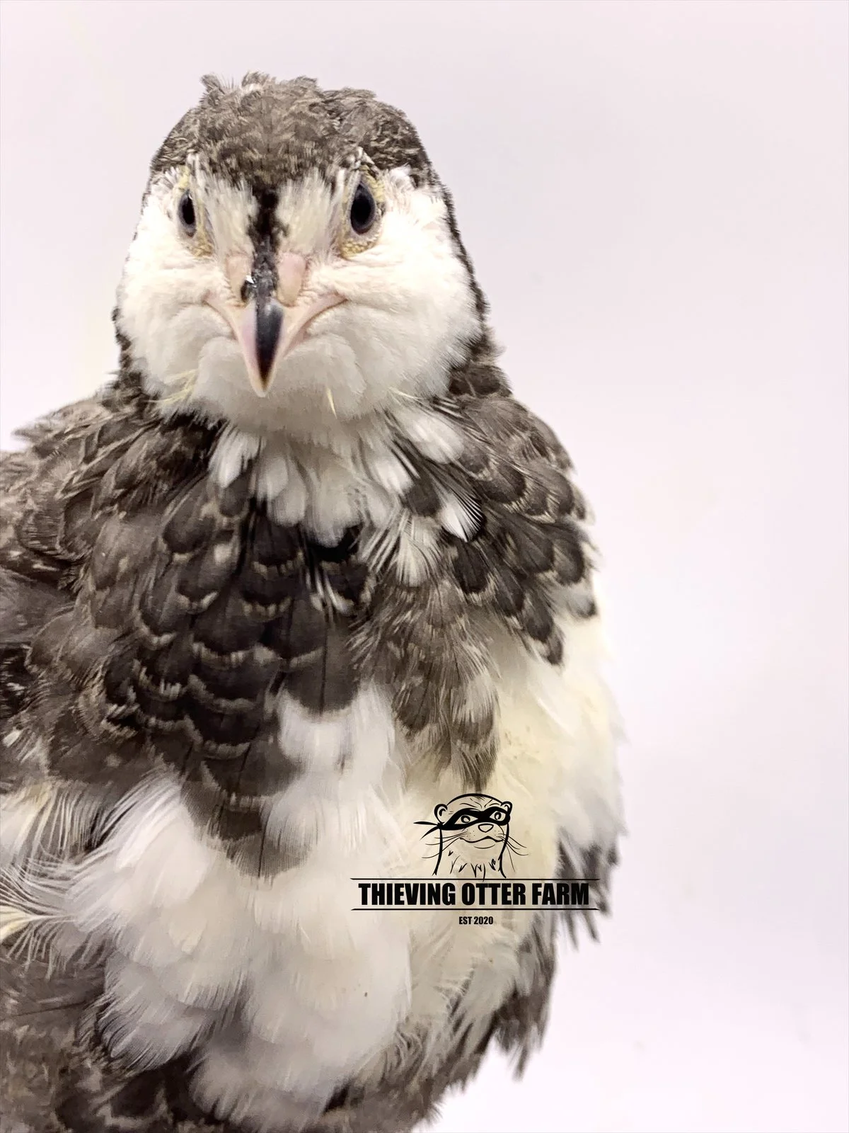 Silver EB Coturnix Quail