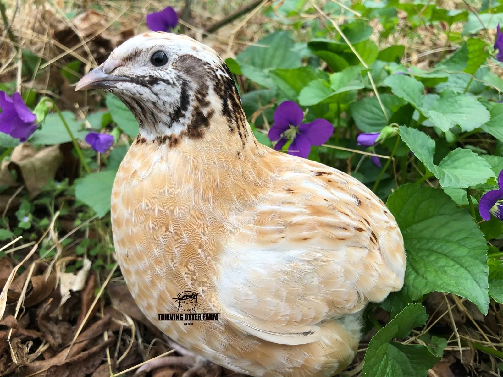 Coturnix Quail — Thieving Otter Farm