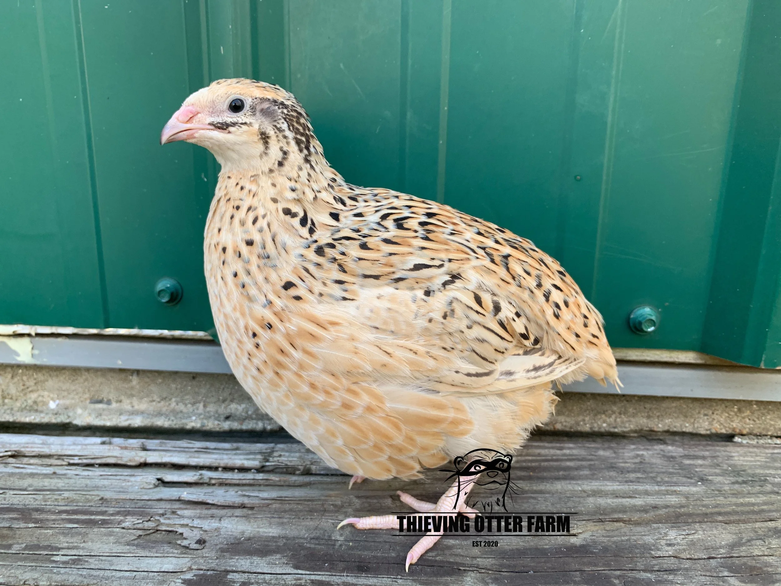 Italian Coturnix quail